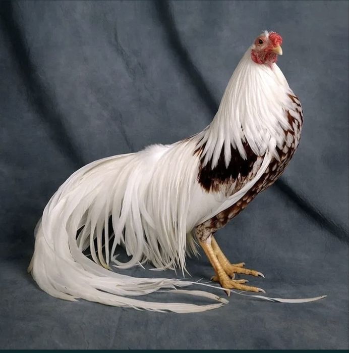 Feniks tovuq zotiga mansub xo‘roz.