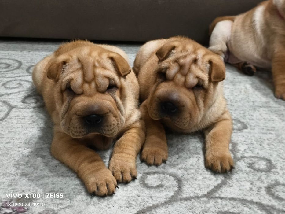 Очаровательные щенки шарпея.