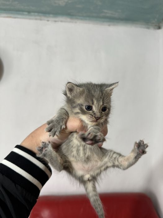 Продам котят шотладнские