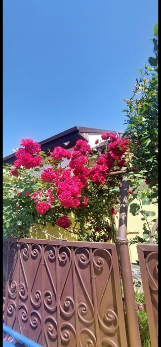 Vând arbuști mare 2 m trandafir cățărător