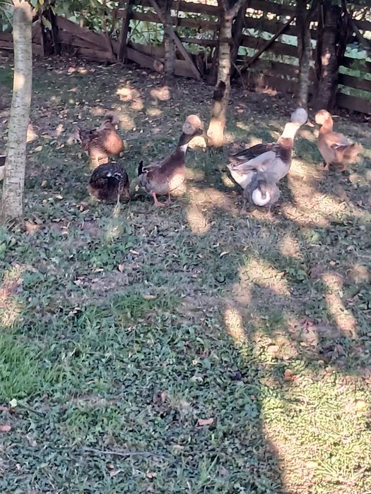 Vând familie de rate moțate formată din 4 femele și un mascul!
