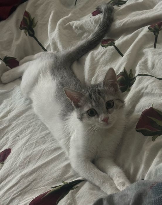 шотландская скоттиш страйт