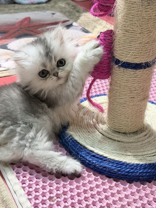 Британка! Шиншила серебро!