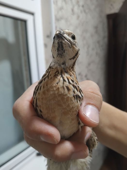 Saralangan chiroyli sayroq bedanala sotiladi