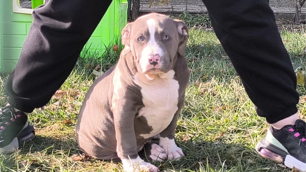 Американско Були Хл