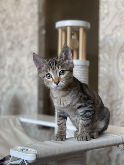 Котенок 2.5 месяца