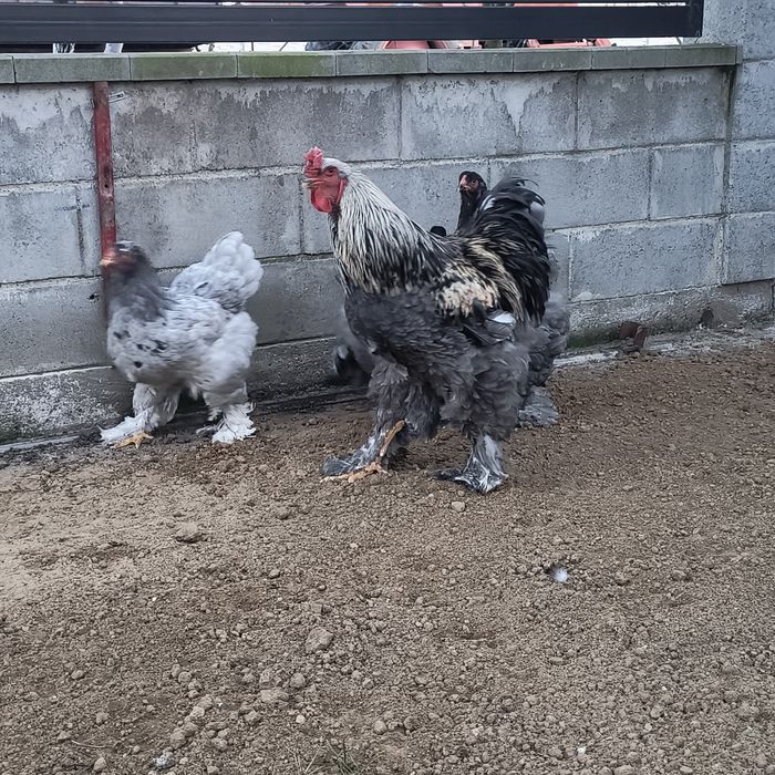 Găini brahma albastru