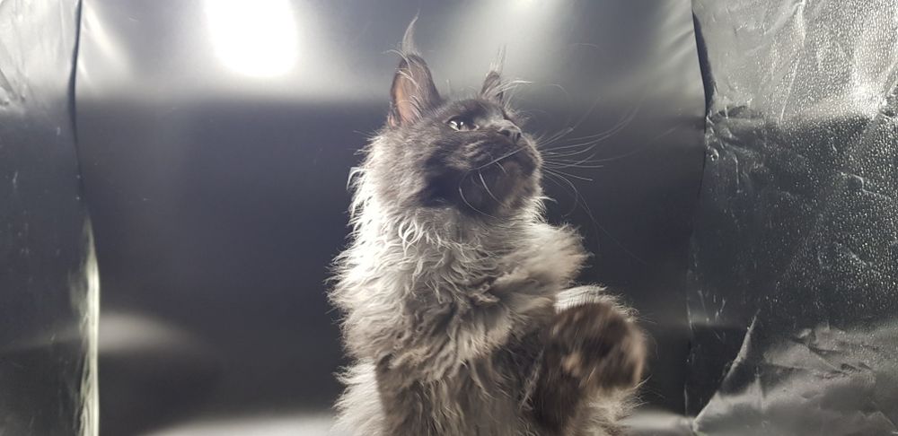 Кот мейн-кун крупный