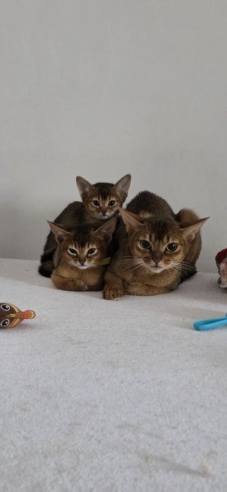 Pisici Abyssinian