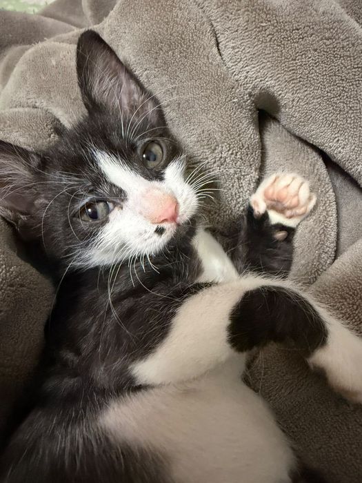 Adoptie pui de pisica