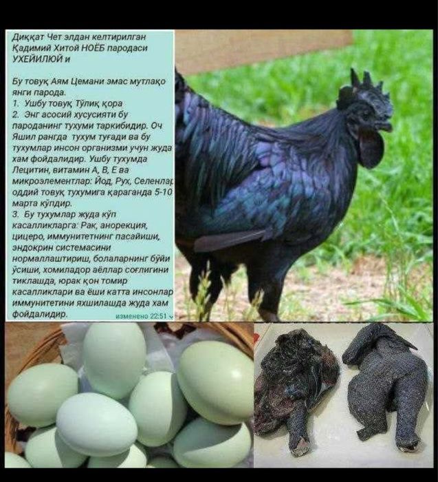 Uxayilu tuxumlariga zakas olamiz 10min som