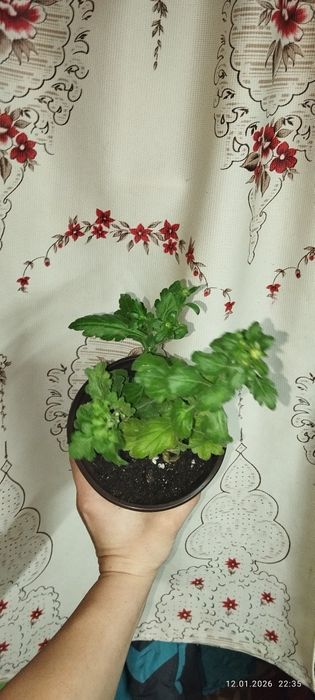 продам хризантема мультифлора