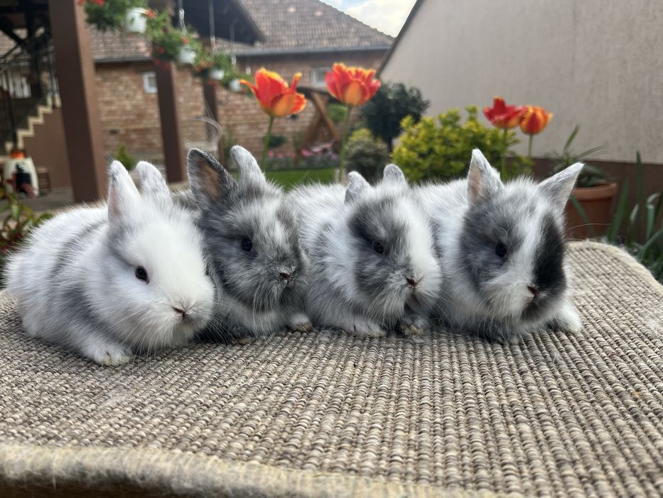 iepuri pitici cap de leu