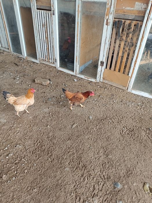 Куры домашние продаются