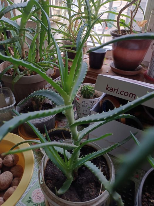 Комнатные цветы Алоэ