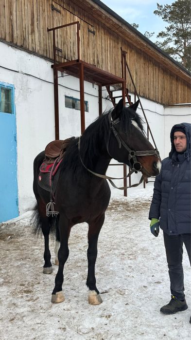 Продам жеребца 7 лет