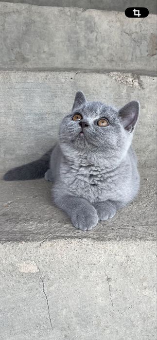 Fetita British Blue
