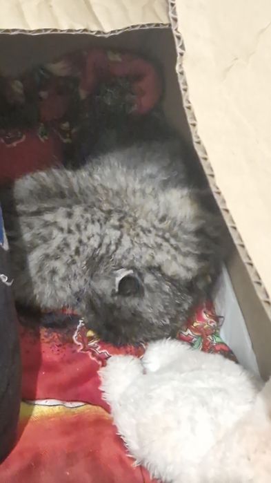 Отдам котят         .