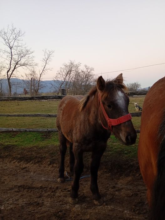 Vând mânz de 6  luni