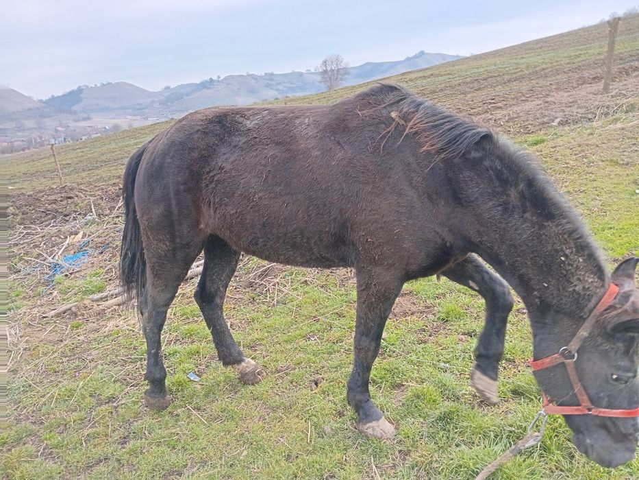 Cal de vanzare mai multe detailii la nr de tel