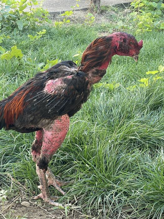Dakan kok oyo yaxshi hali tetik qochmagan