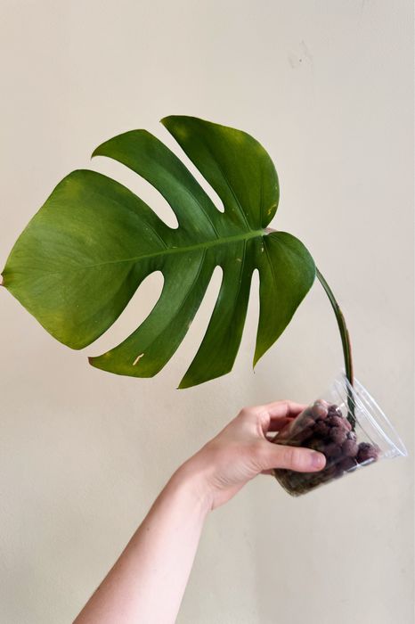 Монстера аурея и делициоза