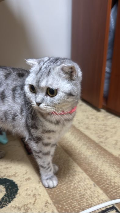 Кошка хорошый  , малынкы чысты  Шотланскы