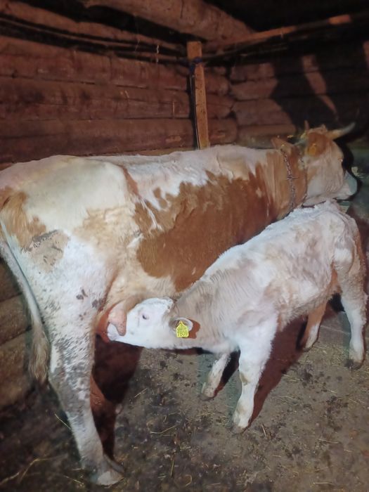 Vaca de vânzare cu vițel Belgian