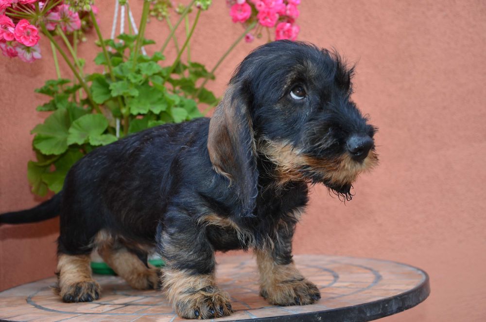 mascul de teckel sarmos standard cu Pedigree A, la 2.5 luni
