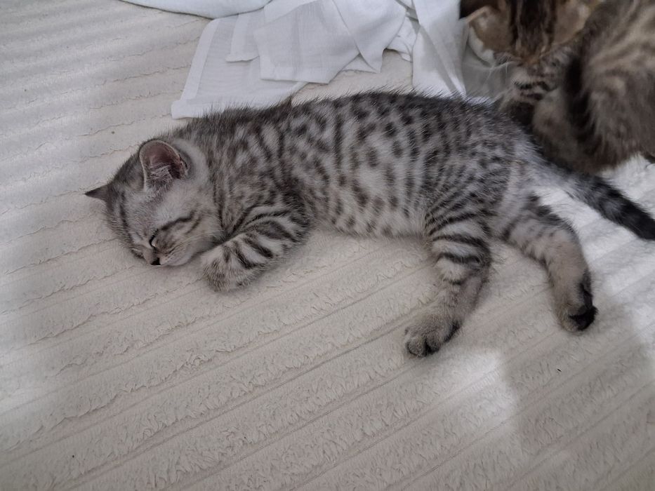 Котёнок готов к переезду