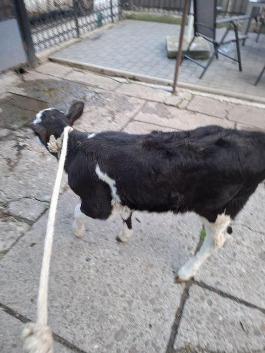 Vind vitica din mamă bună de lapte