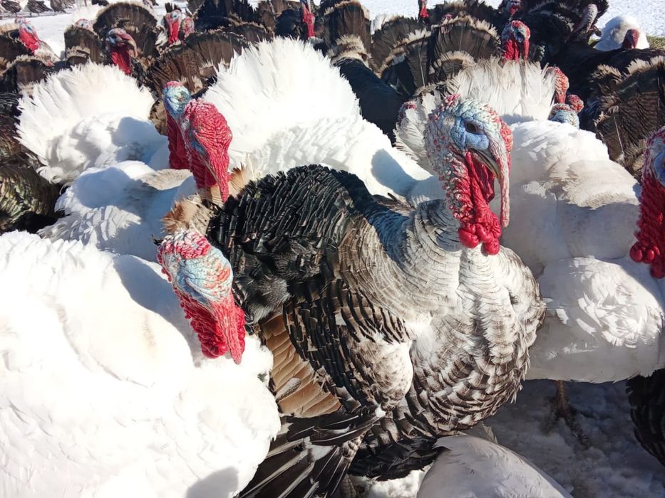 Индюки продам вывод Апрель 2025