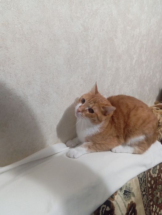 Кострированный котик