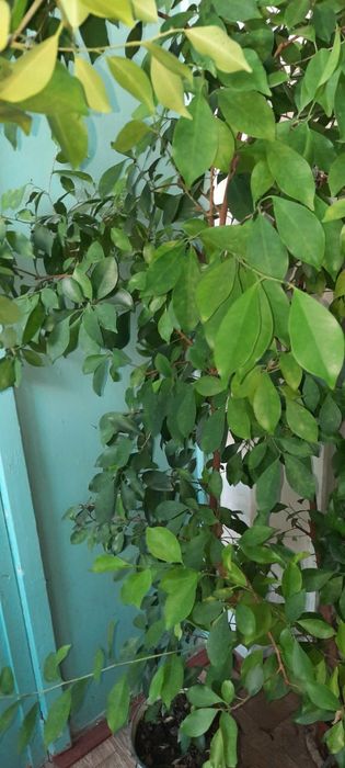 Комнатный цветок фикус Бенджамина. Цветы для вашего дома и офиса.