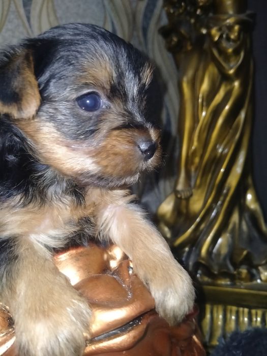 Йоркширский терьер