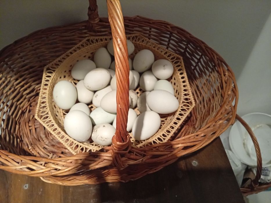 Oua incubat araucana