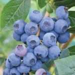 Afin de cultura diferite soiuri de 2 si 3 ani.