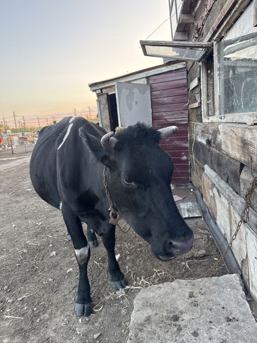 Продам корову с телёнком. Вместе