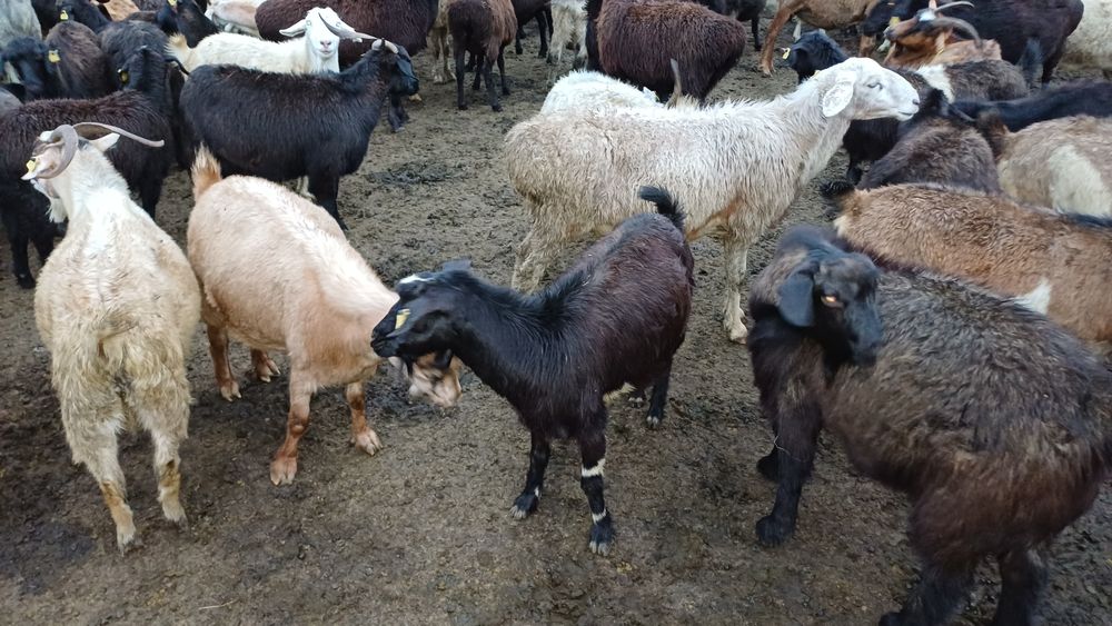 Семіз соғымдар сатылады