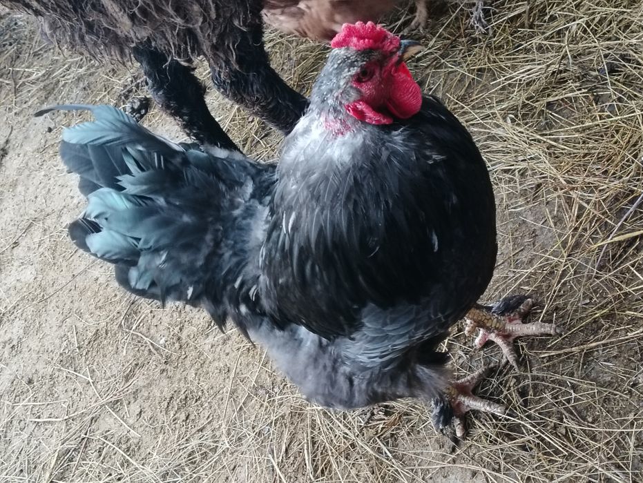 Продам петуха Брама