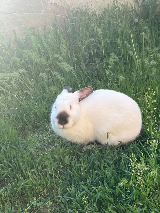 Үй қояны алам деушілер жазыңдар