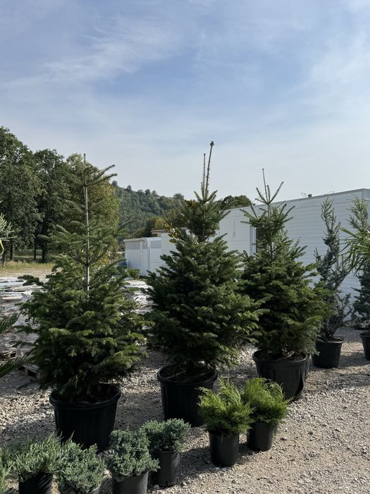Vand brazi normandian-argintiu-picea punges