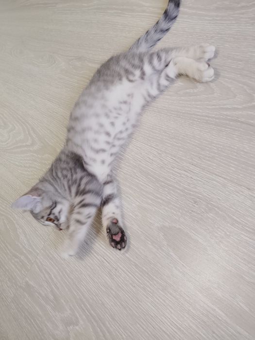 Отдам бесплатно котёнка.