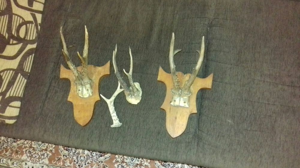 Coarne caprioara pe suport de lemn