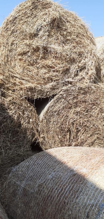 Baloti  lucerna treierata /Baloti porumb treierat/ovaz musetel /Baloti