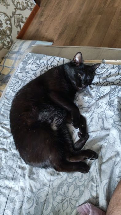 Отдам даром кота