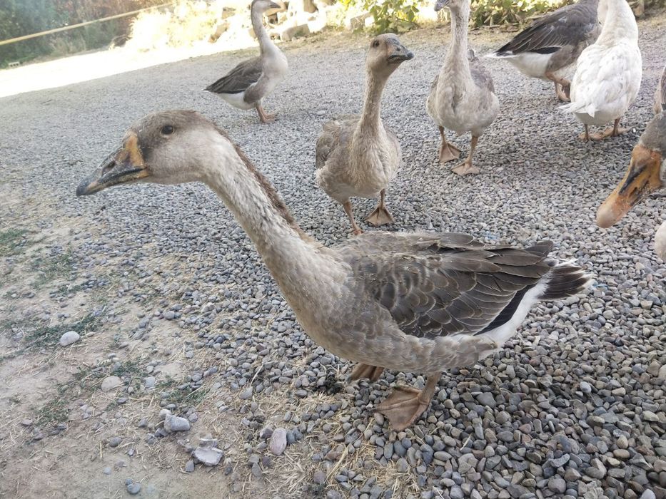 Ğozlar sotiladi,4 oylik.