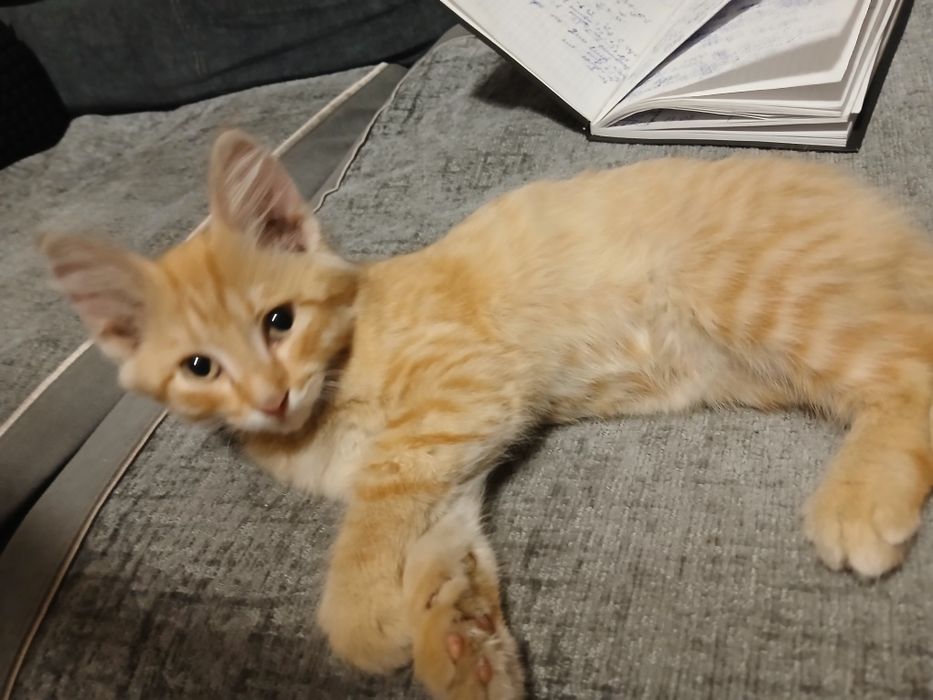 Отдам    котенка