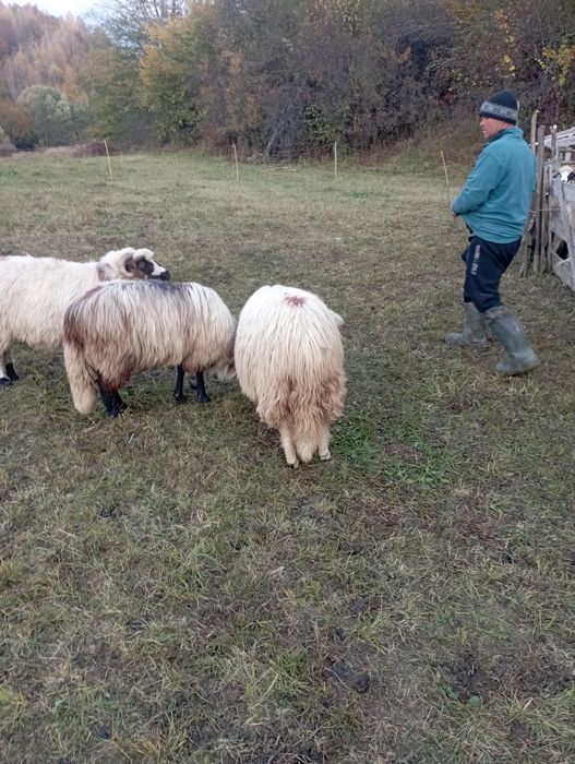 5 oi tinere de vanzare