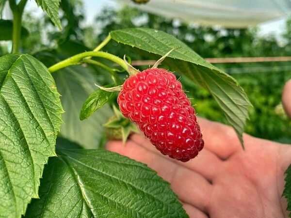 Vand Zmeura soiul Mapema